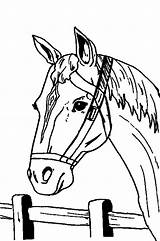 Paarden Paardenhoofd Kleurplaten sketch template