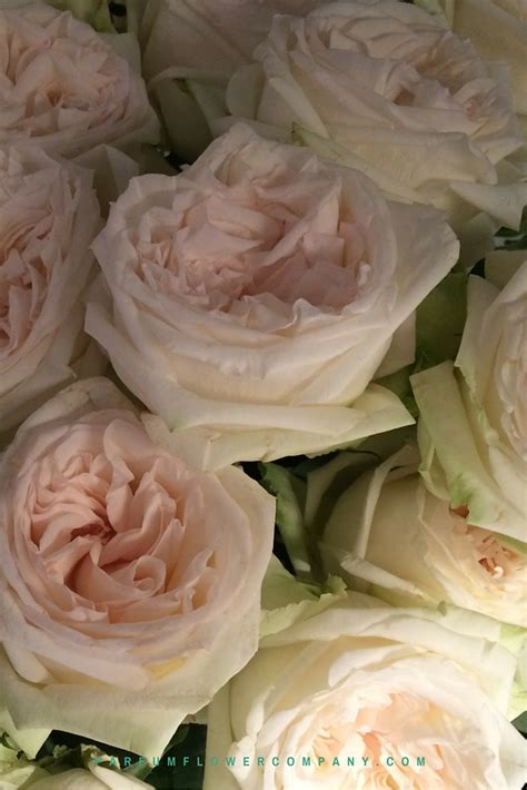premium scented garden rose white ohara