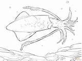 Squid Ausmalbilder Ausmalbild Riesenkalmar Kalmar Calamari Stampare Calamaro Tintenfisch Cuttlefish sketch template