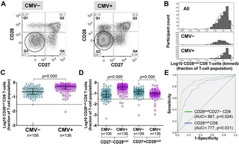 Cd28null Pro Atherogenic Cd4 T Cells Explain The Link
