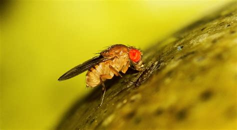 rid  gnats fruit flies  home