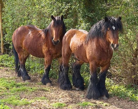 images  draft horses  pinterest muscular legs  love  shire horse