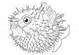 Fish Coloring Pages Puffer Printable Poisonous sketch template