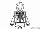Xray Coloring Kid Pages Body sketch template