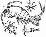 Copepoda Clipart Cyclops Etc Crustaceans Stages Crustacea Larvae Growth Order Usf Edu Large sketch template