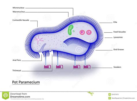 pet paramecium stock vector illustration  fission