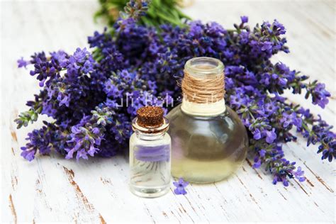 organic fine lavender essential oil  prices  quality   va