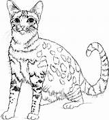 Cat Coloring Pages Real Printable Realistic Color Getcolorings Print sketch template