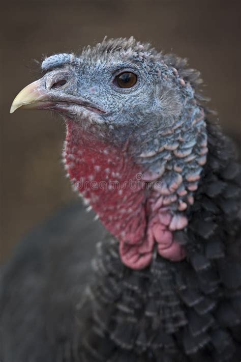 turkey head stock photo image  fowl farm animal color