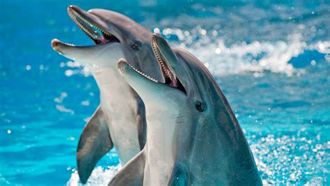 til dolphins  born  mustaches hair  upper lip mustach helps newborn dolphins