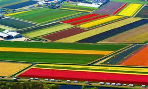 When It S Spring Again The Dutch Tulip Fields So