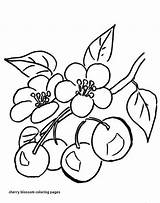 Blossom Cherry Coloring Pages Getcolorings Color sketch template
