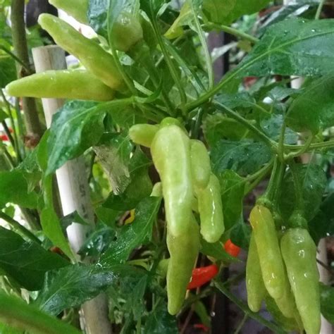 Jual Capsicum Frutescens Cabai Cabe Lombok Rawit Bibit Tanaman Hias