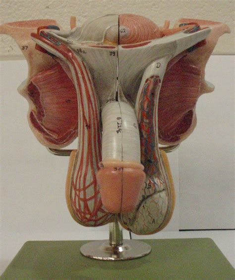 Male Anatomy Diagram Front View Rear View Diagram Of Human Body