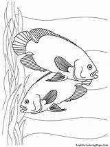 Fish Coloring Pages Printable Aquarium Kids Color Tropical Sheet Oscar Oscars Realistic Colouring Sheets Print Toddler Template Couple Getcolorings Animal sketch template