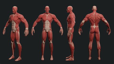 Stylazed Superhero Anatomy 3d Model Cgtrader