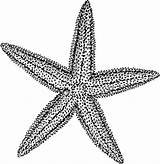 Starfish Clipart Drawing Clip Star Sea Line Coloring Svg Pencil Sketch Outline Template Illustration Echinoderm Vector Cliparts Cartoon Pages Background sketch template