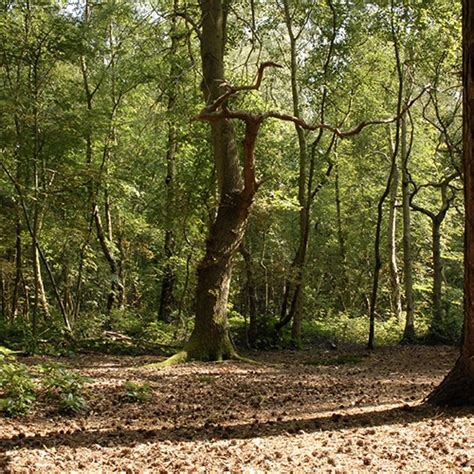 woodhall spa woods visit lincolnshire
