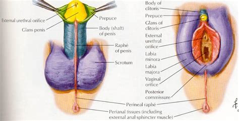 Vid Surgical Reconstruction Animation For Male To Female