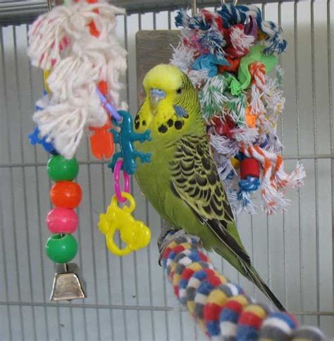 parakeet toys bird toys pinterest toys parakeet toys  love