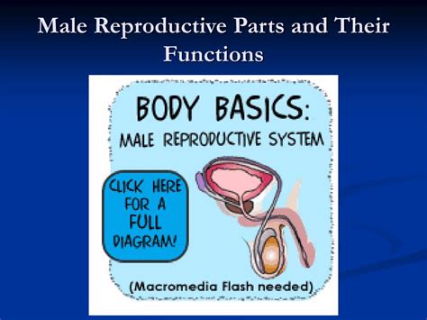 ppt male reproductive system powerpoint presentation free download