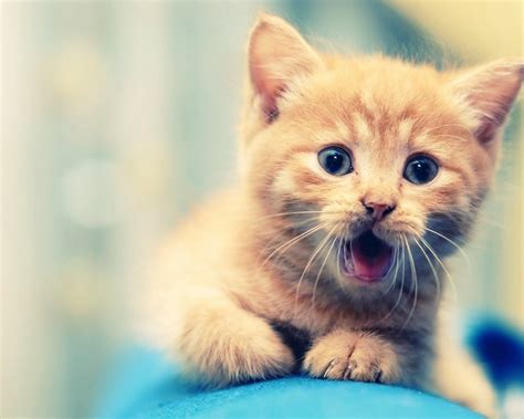 cute cat   resolution hd  wallpapers images backgrounds   pictures