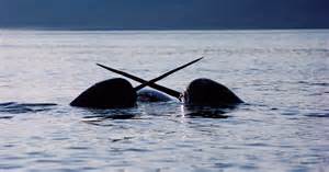 narwhals life   york times