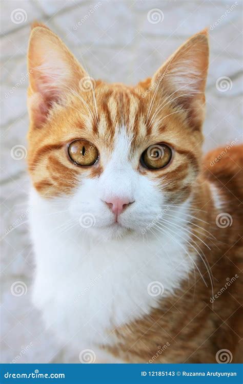 red cat stock image image  sweet kitten gape white