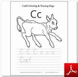 Letters Tracing Coloring Numbers Handwriting Printables Arranged Order Alphabetical Words sketch template