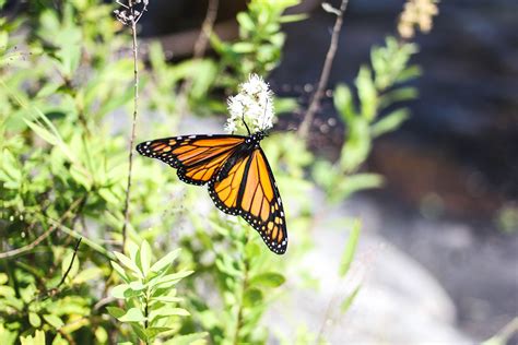 monarch butterflies cottage life
