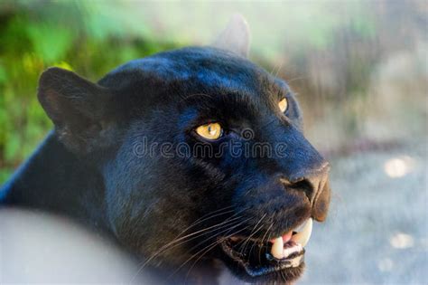 mooie zwarte panter stock afbeelding image  een luipaard