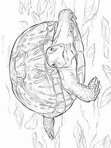 Schildpadden Zo Stemmen sketch template