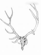 Elk Drawing Antlers Drawings Getdrawings Stag sketch template