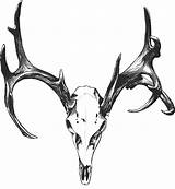 Drawing Hunting Antlers Buck Elk Drawings Cuernos Skulls Ciervo Whitetail Venados Venado Hirsch Tatuaje Raven Schädel источник Note9 sketch template