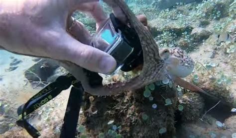 octopus tries to steal diver s camera in hilarious underwater tug of