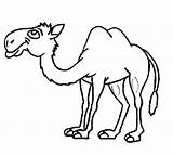 Camel Kamel Camelo Bactria Bulkcolor sketch template