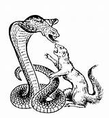 Mongoose Drawing Cobra Sketch Drawings Clipart Paintingvalley Logo Sketches Hoffman John sketch template