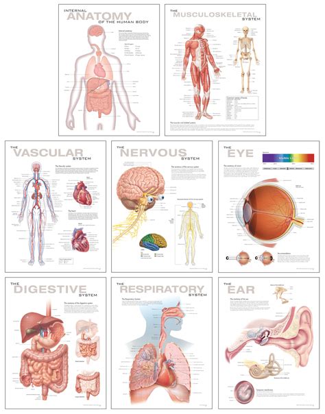 human body chart human anatomy