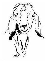Boer Goats Colouring sketch template