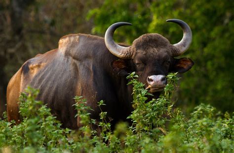 gaur species  world land trust reserves
