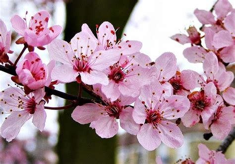 gambar bunga sakura bergerak