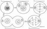 Mitosis Meiosis Worksheet Biology Worksheets Phases Comprehension Biologycorner Libretexts sketch template