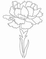 Carnation Flower Drawing Coloring Printable Getdrawings sketch template