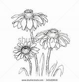 Rudbeckia Coloring Designlooter Hirta Contour Ink Flowers Line Drawing Background 470px 09kb sketch template