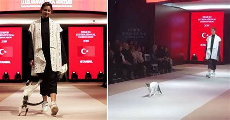 random cat goes viral after crashing fashion runway and
