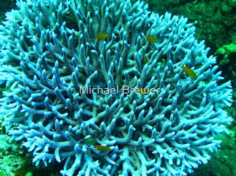 home   blue coral  michael brewer redbubble