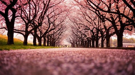 japan cherry blossom wallpapers top  japan cherry blossom backgrounds wallpaperaccess
