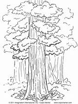 Coloring Tree Trees Pages Sequoia Redwood California State Forest Drawing Kids Printable Giant Color Print Copic Constitution Getdrawings Getcolorings Designlooter sketch template