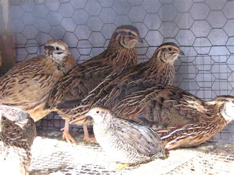 button quail bird breeds central