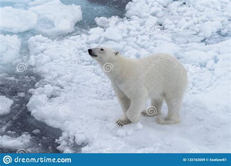 Wild Polar Bear On Pack Ice In Arctic Sea Stock Image